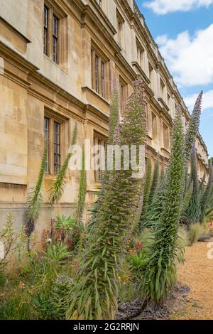 Echium Pininana, auch bekannt als Giant Viper's Bugloss oder Tower of Jewels. Hat kleine blaue oder violette Blüten. Am King's College, Cambridge, Großbritannien. Stockfoto