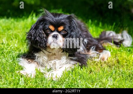 Ein Hund Kavalier König charles, ein niedlicher Welpe liegt im Garten Stockfoto