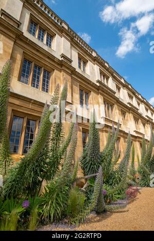 Echium Pininana, auch bekannt als Giant Viper's Bugloss oder Tower of Jewels. Hat kleine blaue oder violette Blüten. Am King's College, Cambridge, Großbritannien. Stockfoto