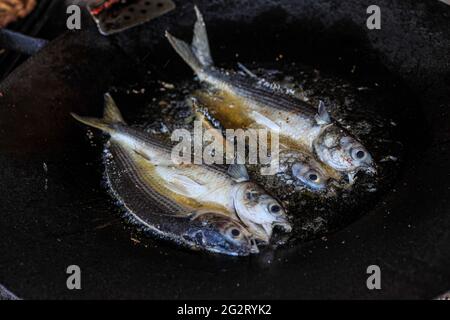 Glatt in Öl gebraten in Kino Bay, Sonora, Mexiko, gebratener Fisch. Gebratener glatter Fisch. Meeräsche, Meeräsche mit flachem Kopf. Meeräsche. Meeräsche. Meeräsche. Seafood Dish. Dish, Lebensmittel, Lebensmittel, Mahlzeiten, Lebensmittel. (Foto von Luis Gutierrez / Norte Photo) Lisa friedose en aceite,Pescado frito. pescado Lisa frita. Mújol , Salmonete de cabeza plana. Mújol. pez lisa, , . comida del mar. Platillo Mariscos. Platillo, Alimentos, comida, Comidas, Essen. (Foto von Luis Gutierrez/ Norte Photo) Stockfoto