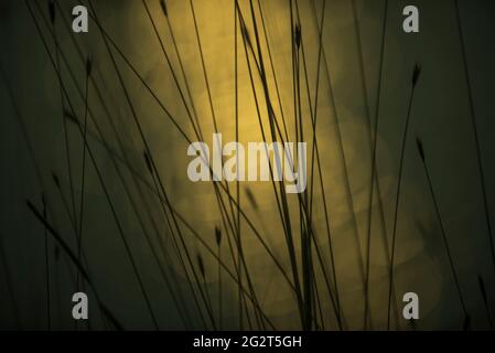 Bokeh-Effekt, Licht blinkt im Wasser bei Sonnenuntergang, La Pampa, Patagonien, Argentinien. Stockfoto