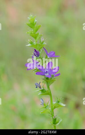 Das Glas der Venus, Triodanis perfoliata Stockfoto