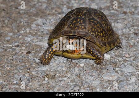 Verzierte Schildkröte, Terrapene ornata, mit einem Stück Kies im Mund Stockfoto