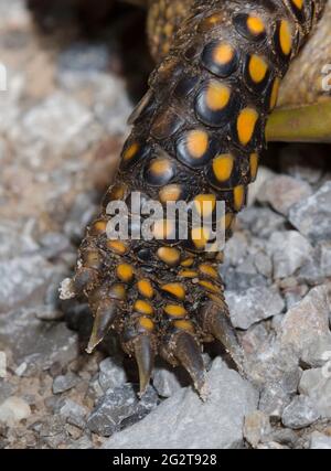 Verzierte Schachtelschildkröte, Terrapene ornata, Bein Stockfoto