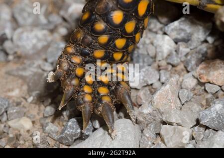 Verzierte Schachtelschildkröte, Terrapene ornata, Bein Stockfoto