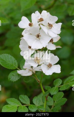 Multiflora Rose, Rosa multiflora Stockfoto