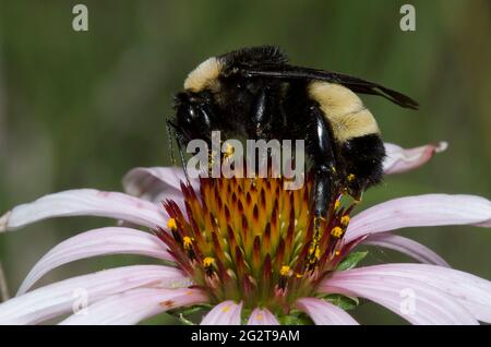 American Bumble Bee, Bombus pensylvanicus, auf der Nahrungssuche nach purpurner Blütenblume, Echinacea angustifolia Stockfoto