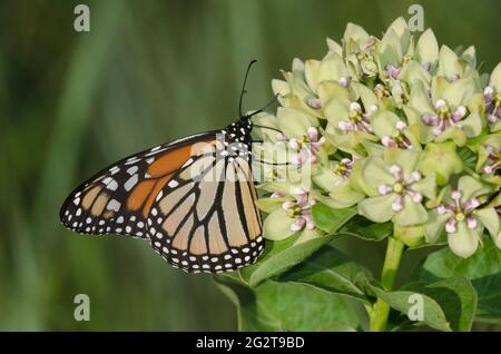 Monarch, Danaus plexippus, nectaring from Green milkweed, Asclepias viridis Stockfoto