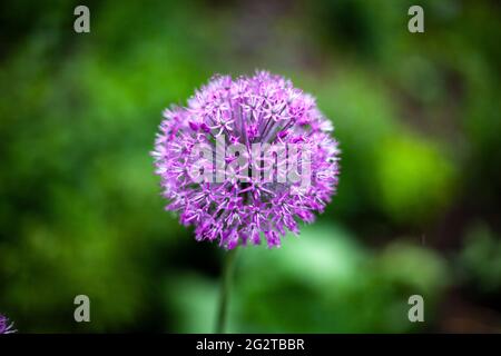 Zwiebelaufblühen. Zwiebeln im Garten. Violette Blume. Die Schönheit der Natur. Eine nützliche und heilende Zwiebelblume. Stockfoto