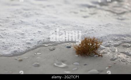 Seafoam, Muscheln und Algen werden am Strand in Longboat Key, Florida, ausgewaschen. Stockfoto