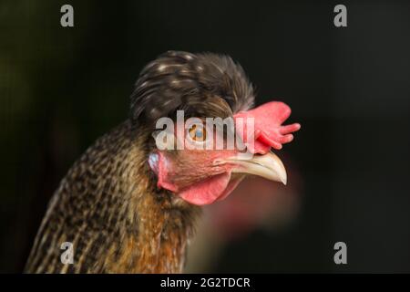 Nahaufnahme des Kopfes eines lebenden Hühners Stockfoto
