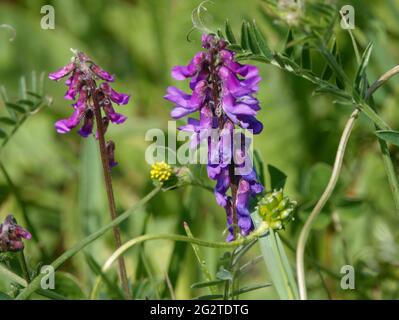 Tufted Vetch (Vicia cracca), auch bekannt als Katzenerbsen, Kuh-Vetch, Finger-und-Daumen und Vogel-Vetch, die wild auf Salisbury Plain Grasland in Wiltshi wachsen Stockfoto