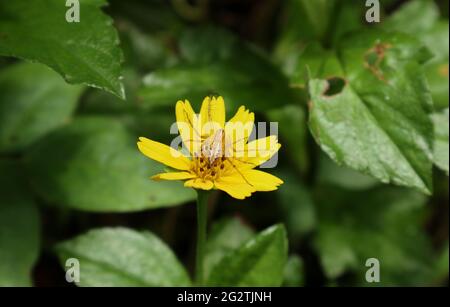 Eine Spinne tarnt sich als Pollen und bedeckt ganze Pollen auf einer gelben Blume und wartet darauf, Insekten zu fangen, die auf der Suche nach Nektar kommen Stockfoto