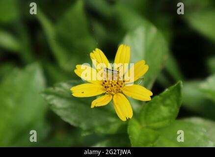 Eine kleine grüne Heuschrecke mit einem schwarzen Streifen am Körper ruht auf der gelben Blume Stockfoto