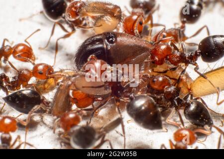 Rotkopfameisen in der Gruppe, die eine tote Spinne in die Kolonie bringen. Soziales Verhalten von Ameisen. Stockfoto