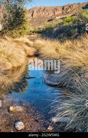 Ufergebiet im Pinto Canyon, Chinati Mountains, Future State Park, Big Bend Country, Texas, USA Stockfoto