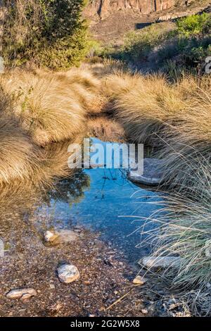 Ufergebiet im Pinto Canyon, Chinati Mountains, Future State Park, Big Bend Country, Texas, USA Stockfoto