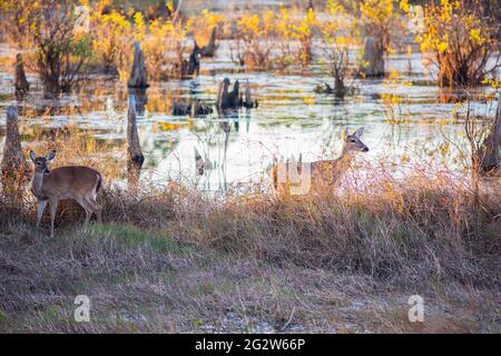 Schlepplippe am Rand des Buttonwood-Sumpfes im St. Andrews State Park, Florida, USA Stockfoto