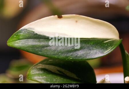 Schöne, bunte Blätter von Monstera Standleyana Albo, einer tropischen Pflanze Stockfoto