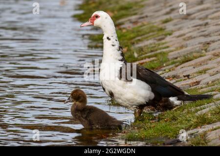 Moskauer Ente (Cairina moschata) mit wenig Entlein am lago de las regatas, Buenos Aires Stockfoto