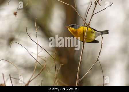 Tropischer Parula (Setophaga pitiayumi) in Buenos Aires Stockfoto