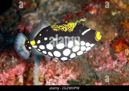 Clown-Triggerfisch, Balistoides auffallend, groß juvenil, schwimmend am Riff entlang. Tulamben, Bali, Indonesien. Bali Meer, Indischer Ozean Stockfoto