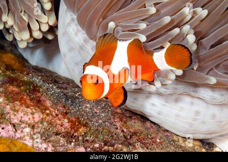 Clown Anemonefish Amphiprion ocellaris tendenziell Eier gelegt an der Basis des Wirtes herrlichen Anemone, Heteractis magnifica. Tulamben, Bali, Indonesien. Stockfoto