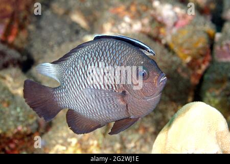 Three Spot Dascyllus oder Damegoistic, Dascyllus trimaculatus wird von einem Blue-Streak Cleaner Wrasse, Labroides dimidiatus, gereinigt. Tulamben, Bali, Indon Stockfoto