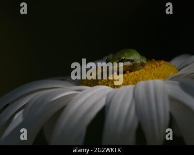 Ein Pazifischer Baumfrosch (oder Pacific Chorus Frog, Pseudacris regilla), der auf einer Gänseblümchen-Blume in Victoria, British Columbia, Kanada, sitzt. Wildes Tier. Stockfoto