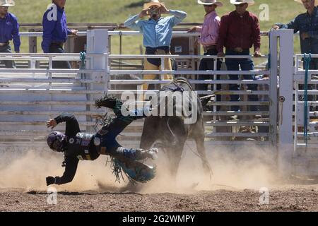 Rodeo-Veranstaltungen vom Top of the World Rodeo 2021, Elevation 9600 feet, Cripple Creek Colorado Stockfoto