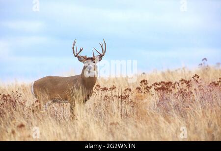 Weißschwanz-Bock in Prärie-Habitat während der Herbstzuchtzeit; ein wilder, freier Bock auf öffentlichem Land Stockfoto