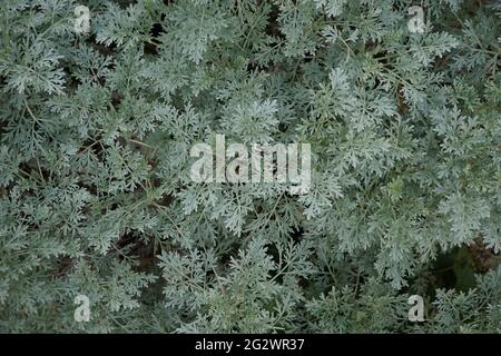 Artemisia absinthium Wermut Stockfoto