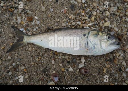 Frisch gefangener Atlantischer Menhadenfisch (Brevoortia tyrannus) Stockfoto