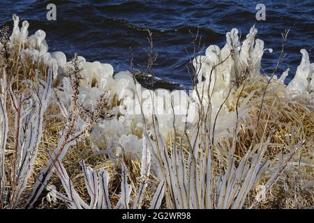 Gefrorene Pflanzen an den Pondinen, die mit Eis bedeckt sind. Stockfoto