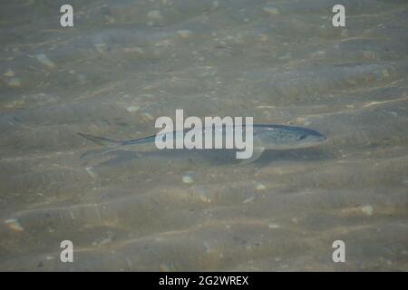 Atlantischer Menhaden (Brevoortia tyrannus) schwimmende Fische Stockfoto