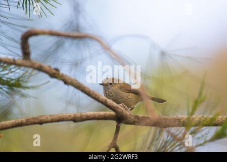 Braune Thornbill Stockfoto