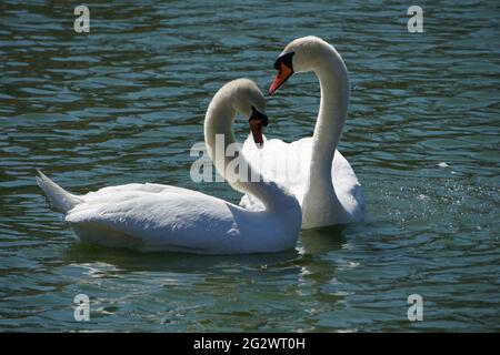 Ein mutes Schwan (Cygnus olor)-Paar, das ein Herzbild macht Stockfoto