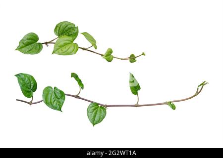 efeu. Weinstöcke, Efeu-Blätter der Kletterpflanze isoliert auf weißem Hintergrund, Clipping-Pfad enthalten. Stockfoto