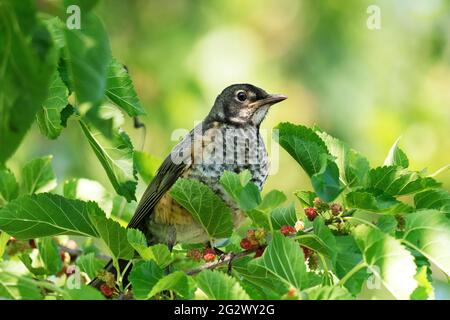 Jungtier-amerikanischer Robin, (Turdus migratorius) Stockfoto