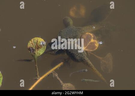 Amerikanische Bullfrosch (Lithobates catesbeianus) Kaulquappen und westliche Moskitofische (Gambusia affinis) werden in Kalifornien eingeführt und invasiv eingesetzt. Stockfoto