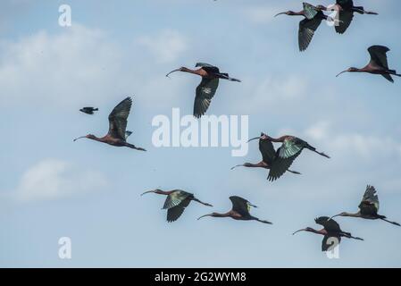 Weißgesichtige Ibisse (Plegadis chihi), eine Herde watender Vögel in der Yolo Bypass Wildtierregion im zentralen Tal von Kalifornien in der Nähe von Sacramento. Stockfoto