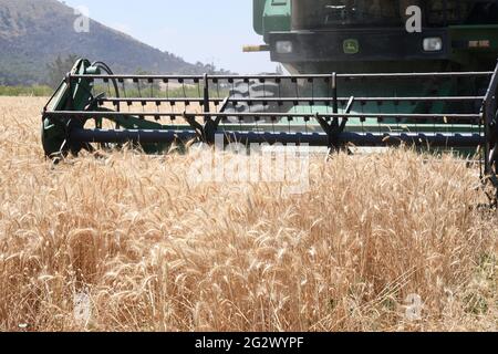 Tunis, Tunesien. Juni 2021. Eine landwirtschaftliche Maschine erntet Weizen auf einem Feld in Manouba, Tunesien, 12. Juni 2021. Weizen ist die wichtigste Grundnahrungsart in Tunesien. Tunesien hat am Samstag offiziell mit der Weizenernte begonnen. Quelle: Adel Ezzine/Xinhua/Alamy Live News Stockfoto