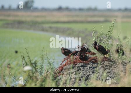 Weißgesichtige Ibisse (Plegadis chihi), eine Herde watender Vögel in der Yolo Bypass Wildtierregion im zentralen Tal von Kalifornien in der Nähe von Sacramento. Stockfoto