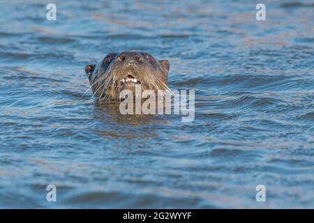 Nordamerikanischer Flussotter (Lontra canadensis), der in einem Kanal in der Yolo Bypass Wildtierregion in der Nähe von Sacramento, Kalifornien, schwimmt. Stockfoto