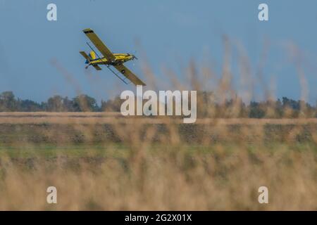 Ein kleines Flugzeug fliegt über Reisfelder und lässt Reissamen in der Nähe von Sacramento im zentralen Tal von Kalifornien, USA, fallen. Stockfoto