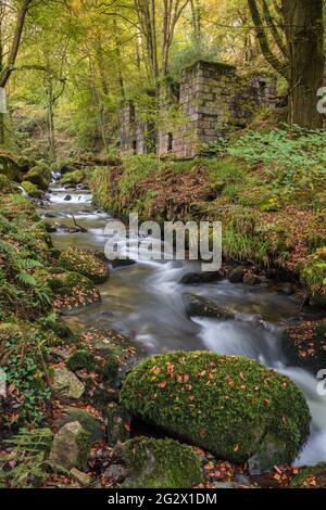 Herbst im Kennall Valle bei Ponsanooth in Cornwall. Stockfoto