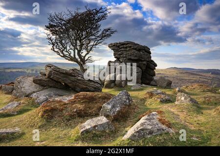 Das Foto zeigt Abendlicht auf dem einäugige Weißdornbaum an den Emsworthy Rocks in der Nähe des Saddle Tor im Dartmoor National Park in Devon. Stockfoto