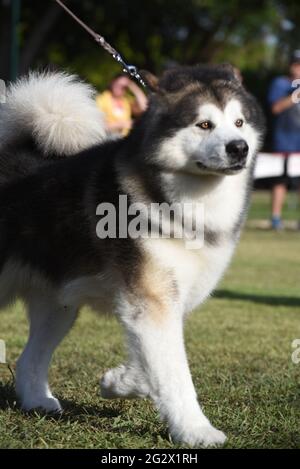 Der Alaskan Malamute ist eine große Hunderasse, die ursprünglich für ihre Stärke und Ausdauer gezüchtet wurde, um schwere Fracht als Schlittenhund und zu schleppen. Stockfoto