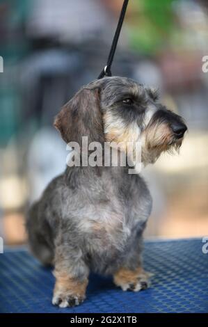 Miniatur-Stachelhund mit Drahthaar auf einer Hundeausstellung. Der drahtige Dackel, der letzte, der sich entwickelte, wurde Ende des 19. Jahrhunderts gezüchtet. Es gibt eine Möglichkeit Stockfoto