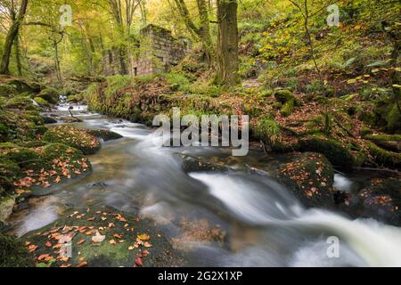 Herbst im Kennall Valle bei Ponsanooth in Cornwall. Stockfoto